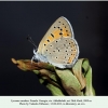 lycaena candens georgia female ex ovo1